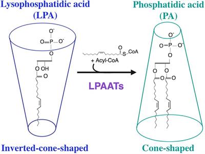 The Structure and Function of Acylglycerophosphate Acyltransferase 4/ Lysophosphatidic Acid Acyltransferase Delta (AGPAT4/LPAATδ)